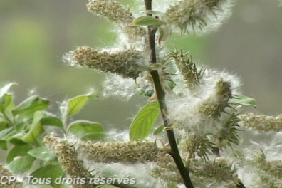 Le peuplement du milieu par les végétaux - Bilan